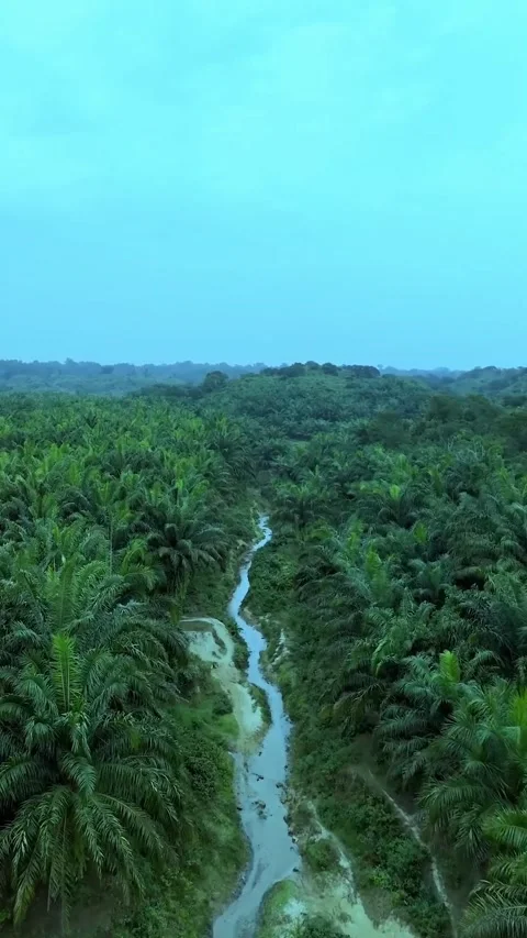 River in the forest Stock Footage 320594738