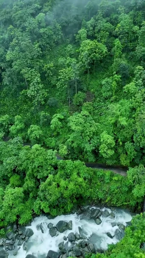 River in the forest Video stock 320594821