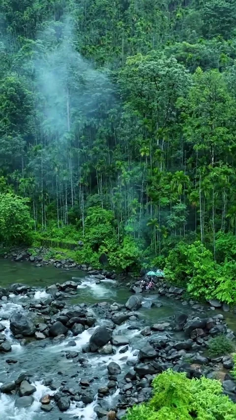 River in the forest Stock Footage 320594906