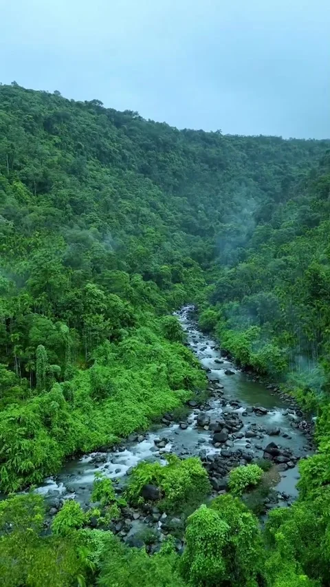 River in the forest Stock Footage 320594997