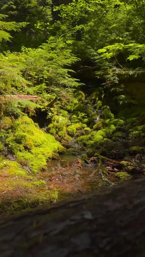 River in the forest Stock Footage 321194328