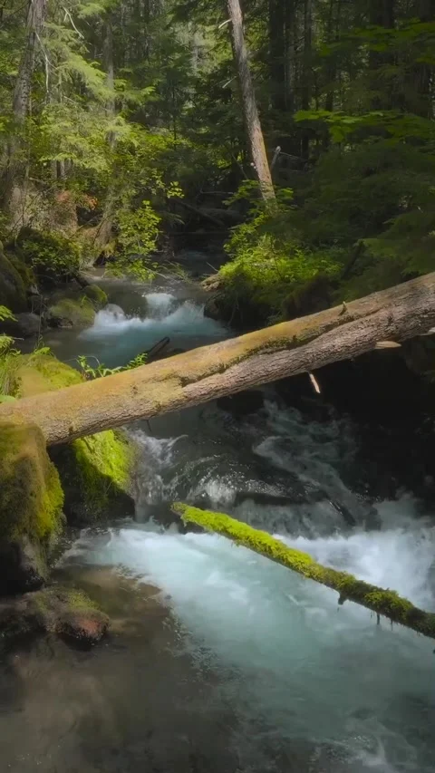 River in the forest Stock Footage 321194481