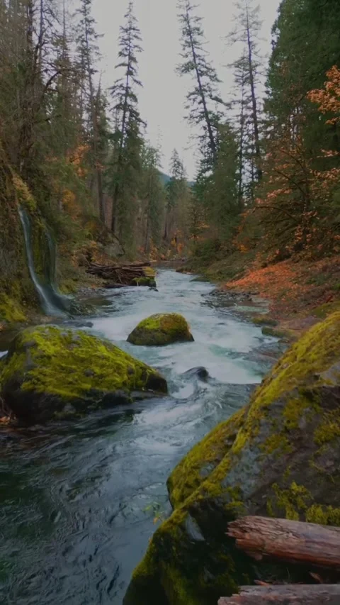 River in the forest Stock Footage 321194576