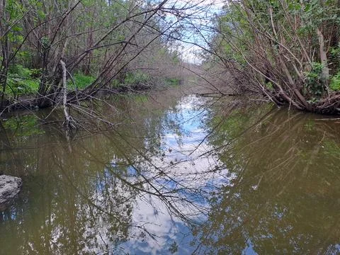 River in the forest, forest pond Stock Photos