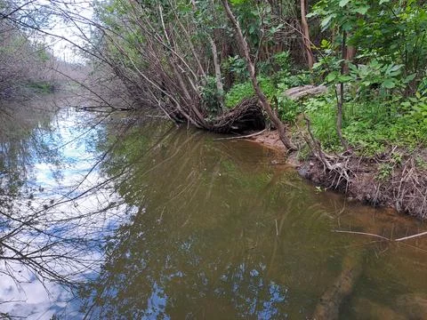 River in the forest, forest pond 库存照片
