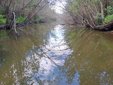 River in the forest, forest pond 库存照片
