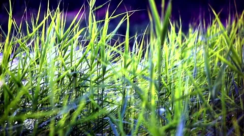 River forest grass Lake Stock Footage 56999221