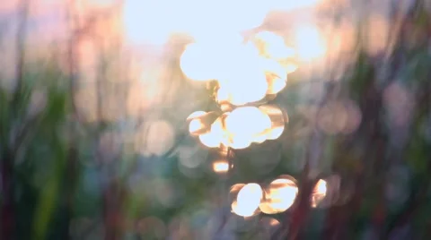 River forest grass Lake Stock Footage 56999290