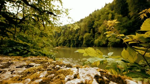 River forest green nature Stock Footage 24896503