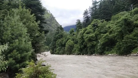 River forest green trees Stock Footage 157806794