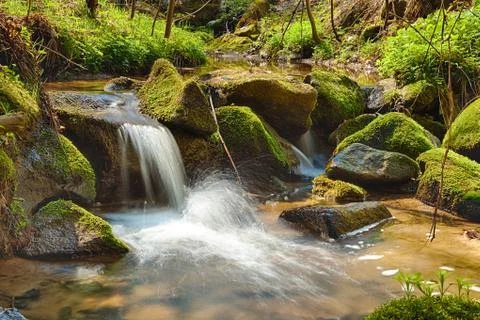 The river in the forest - HDR Stock Photos