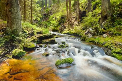 The river in the forest - hdr Stock Photos