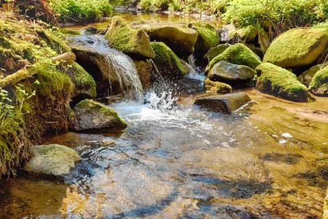 The river in the forest - hdr Stock Photos