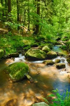 The river in the forest - hdr Stock Photos
