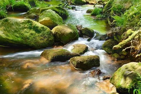 The river in the forest - hdr Stock Photos