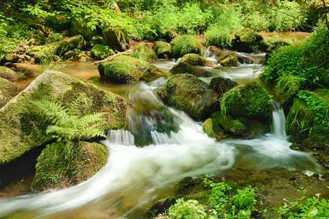 The river in the forest - hdr Stock Photos