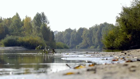 River forest landscape Stock Footage 99888805