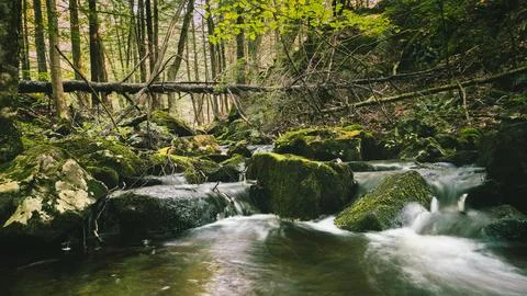 River in the forest in the milder of the day with river running down. Stock Photos