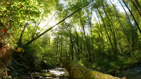 River in the forest with mossy tree trunks Stock Footage 95748325
