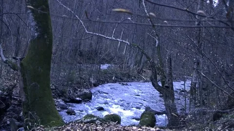River in the forest MVI 9341 538 Stock Footage 168025087