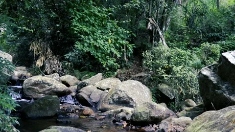 River in the forest natural, waterfall Stockbeeldmateriaal 240004691