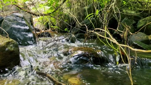 River in the forest natural, waterfall Stockbeeldmateriaal 240287381