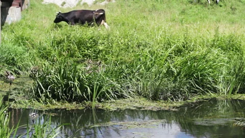 River Forest Nature Stock Footage 92025856