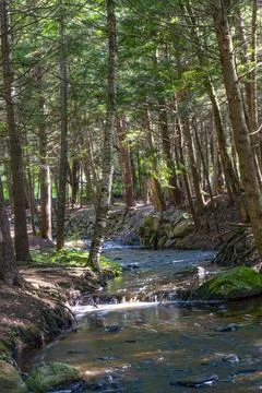 River in the forest of otter river state forest Stock Photos
