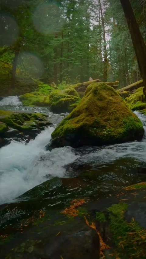 River in the forest over green rocks Stock Footage 274043888