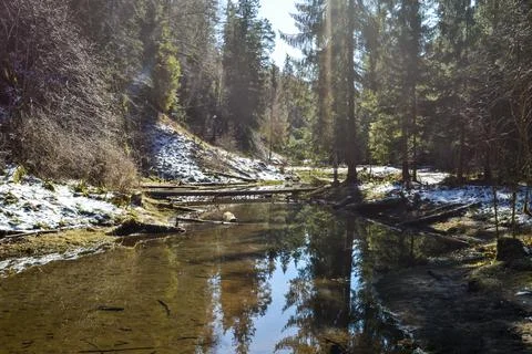 River in the forest with a perfect reflection like a mirror, which reflects Stock Photos