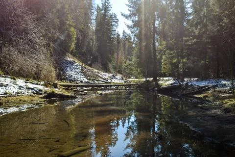 River in the forest with a perfect reflection like a mirror, which reflects Stock Photos