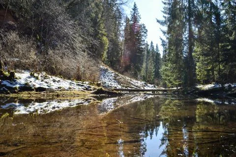 River in the forest with a perfect reflection like a mirror, which reflects Stock Photos