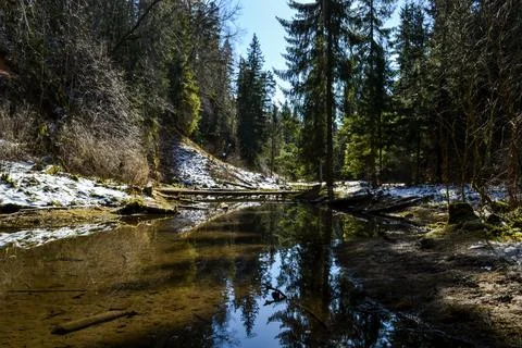 River in the forest with a perfect reflection like a mirror, which reflects Foto stock