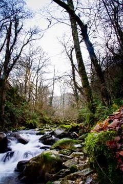 River forest Stock Photos