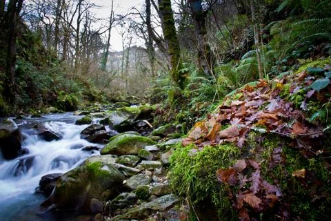 River forest Stock Photos