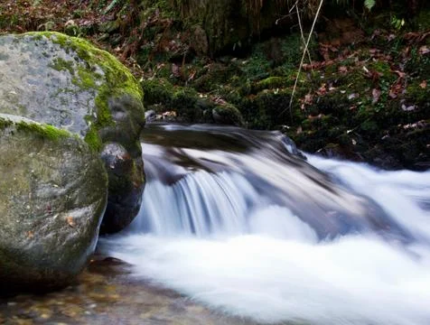 River forest Stock Photos