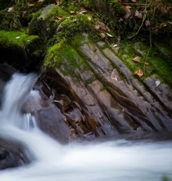 River forest Stock Photos