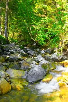 River in the forest Stock Photos