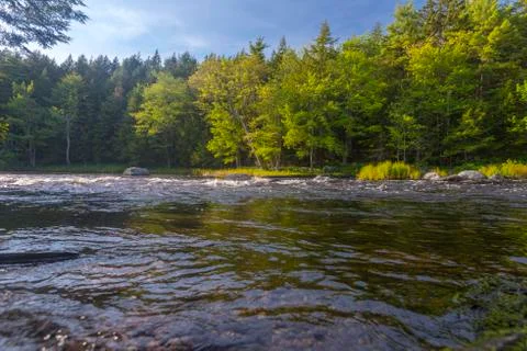 River in forest Stock Photos