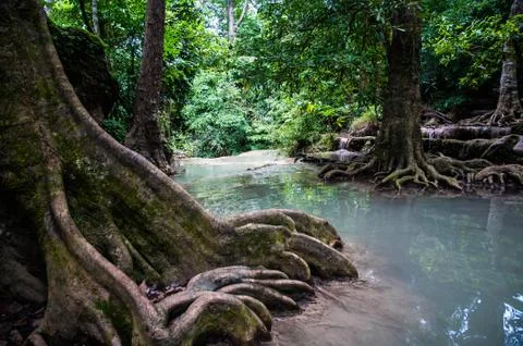 River in forest Stock Photos