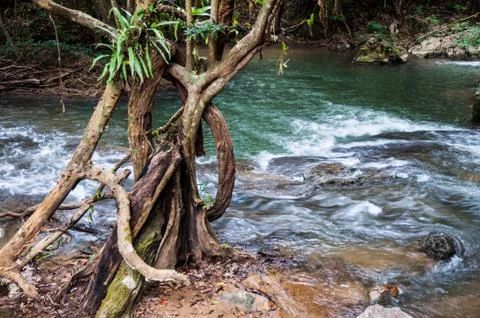 River in forest Stock Photos