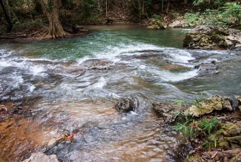 River in forest Stock Photos