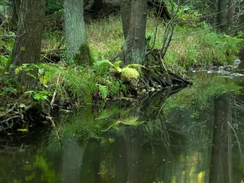 River in the forest Stock Photos