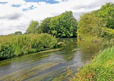 River in the forest Stock Photos