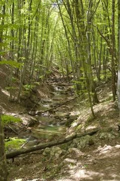 River in the forest Stock Photos