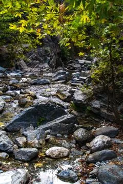 River in forest Stock Photos