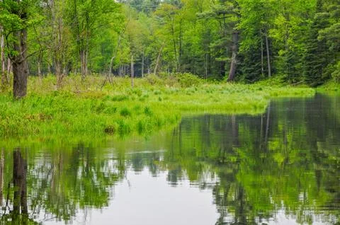 River in forest Stock Photos