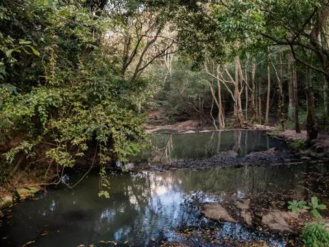 The River in the forest Stock Photos