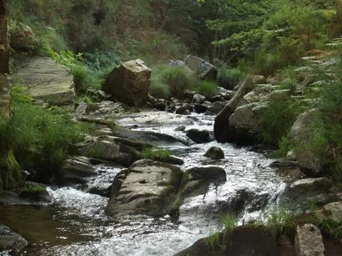 River in the forest 写真素材