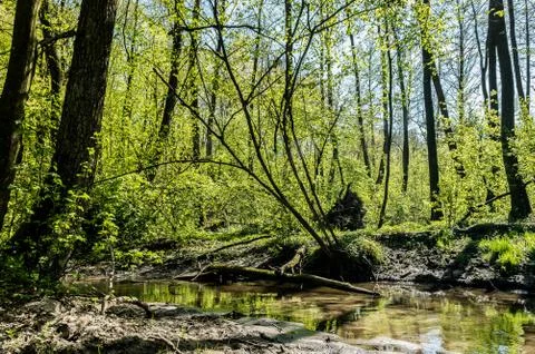  River in the forest Stock Photos